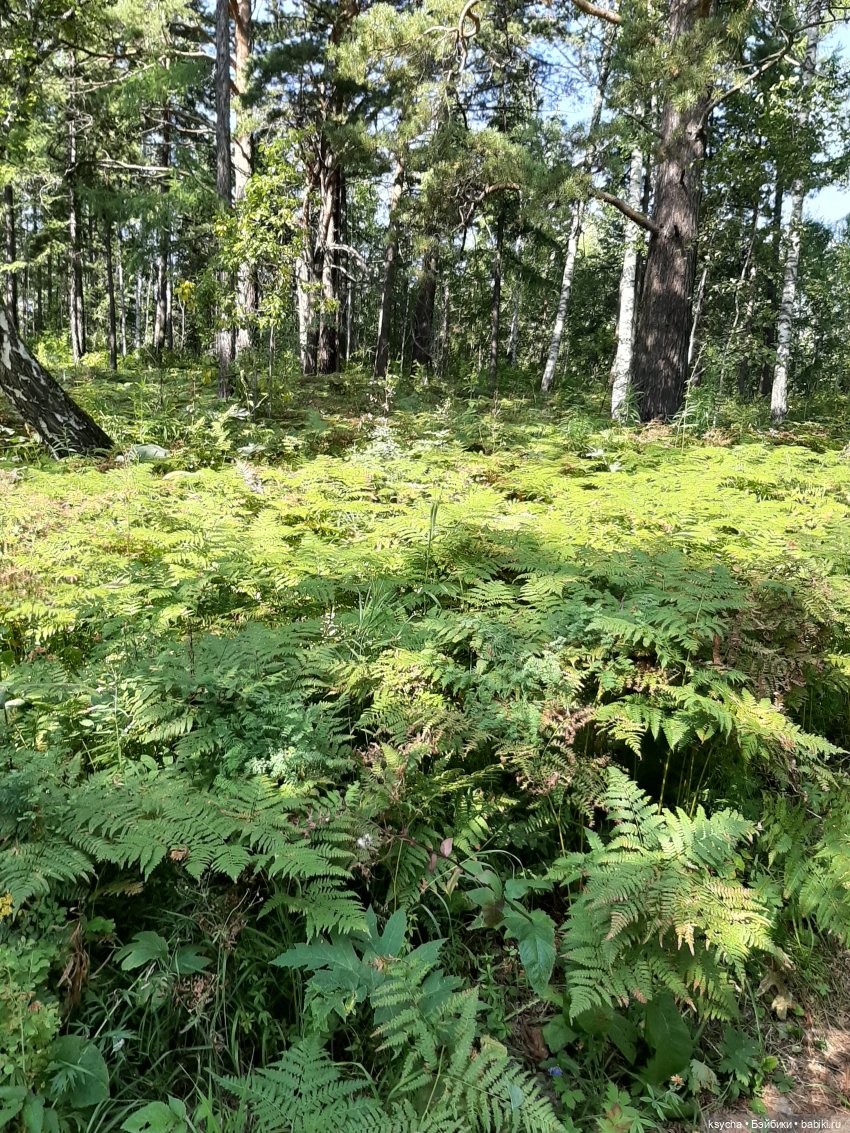 Фан парк Бобровый Лог в Красноярске