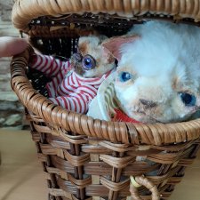 Прелесть невозможная