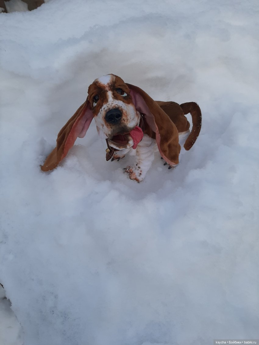 Бассет хаунд Себастьян — Домашние фото авторских игрушек: Тедди (фото 6)