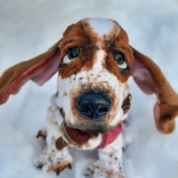 Бассет хаунд Себастьян