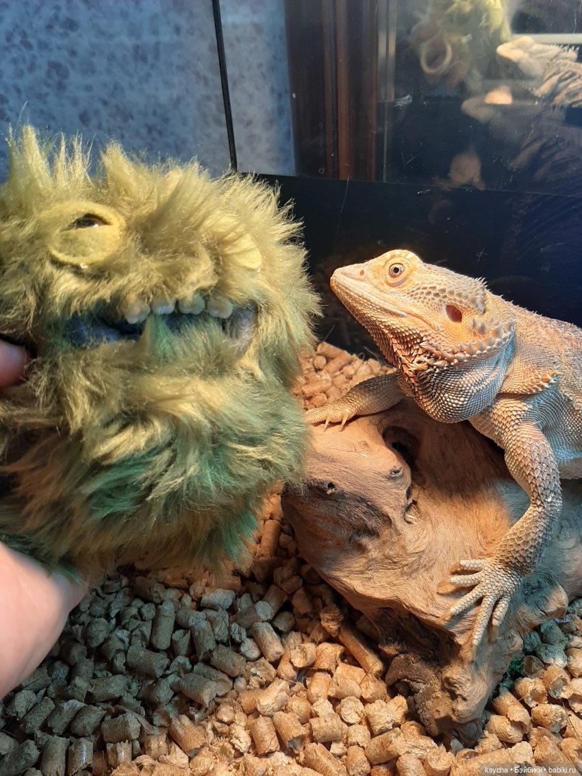 К нам приехал,к нам приехал.....наш Fuggler дорогой (фото 4)