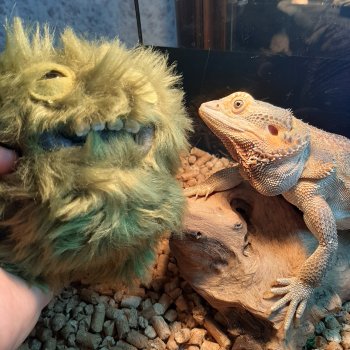 К нам приехал,к нам приехал.....наш Fuggler дорогой