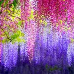 Самые красивые  в мире тоннели из деревьев.