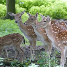 Hirschpark Hamburg. Олений парк. ВИДЕО