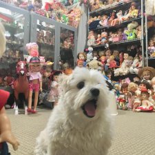 Кукольные комнаты. Как живут куклы у разных коллекционеров