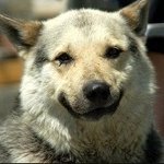 Море позитива) Для поднятия настроения (осторожно! много фото))))