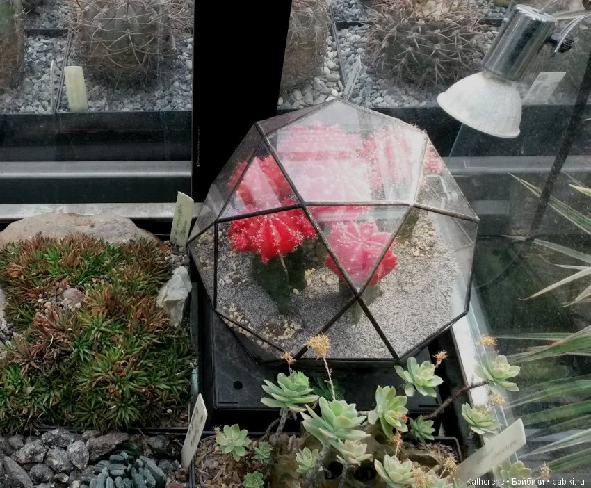 Ботанический сад МГУ — Красивая природа и цветы: фото пейзажей