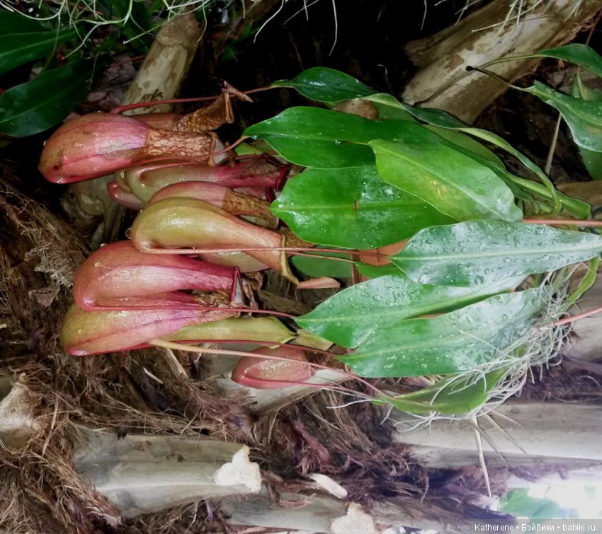 Ботанический сад МГУ — Красивая природа и цветы: фото пейзажей