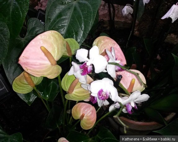 Ботанический сад МГУ — Красивая природа и цветы: фото пейзажей (фото 4)