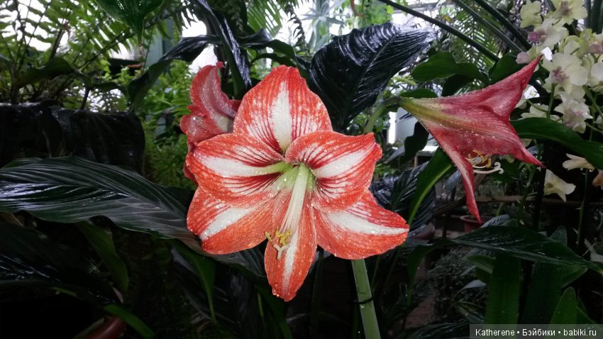 Ботанический сад МГУ — Красивая природа и цветы: фото пейзажей (фото 3)