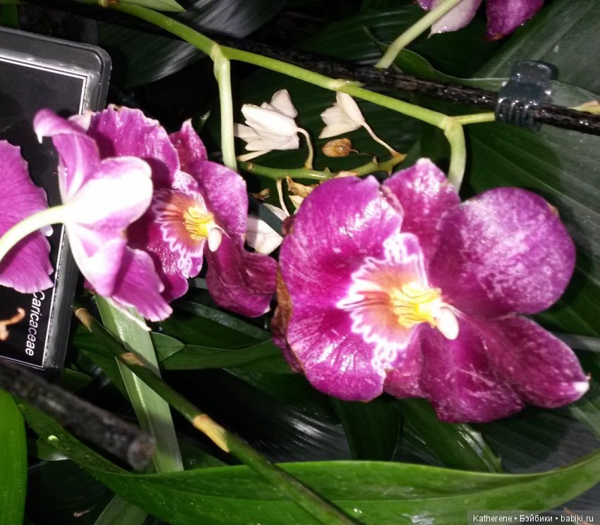 Ботанический сад МГУ — Красивая природа и цветы: фото пейзажей (фото 9)