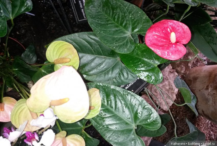 Ботанический сад МГУ — Красивая природа и цветы: фото пейзажей