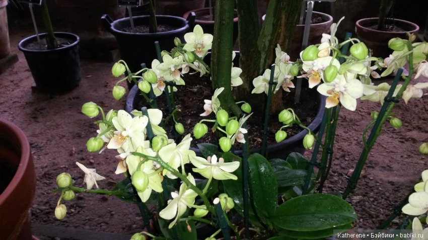 Ботанический сад МГУ — Красивая природа и цветы: фото пейзажей (фото 6)