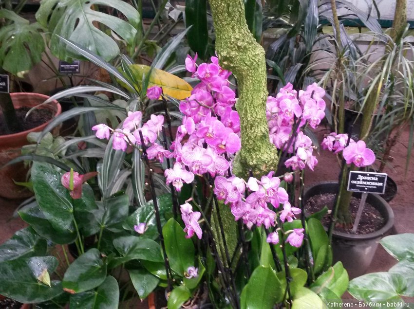 Ботанический сад МГУ — Красивая природа и цветы: фото пейзажей (фото 7)