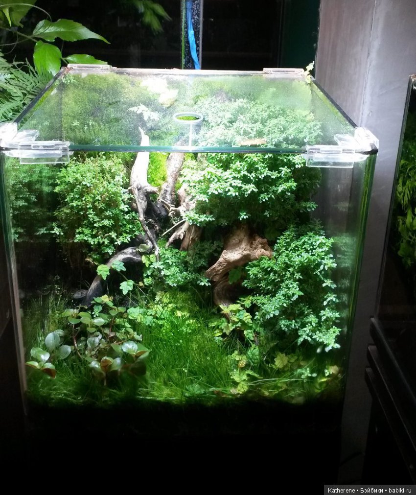 Ботанический сад МГУ — Красивая природа и цветы: фото пейзажей (фото 10)