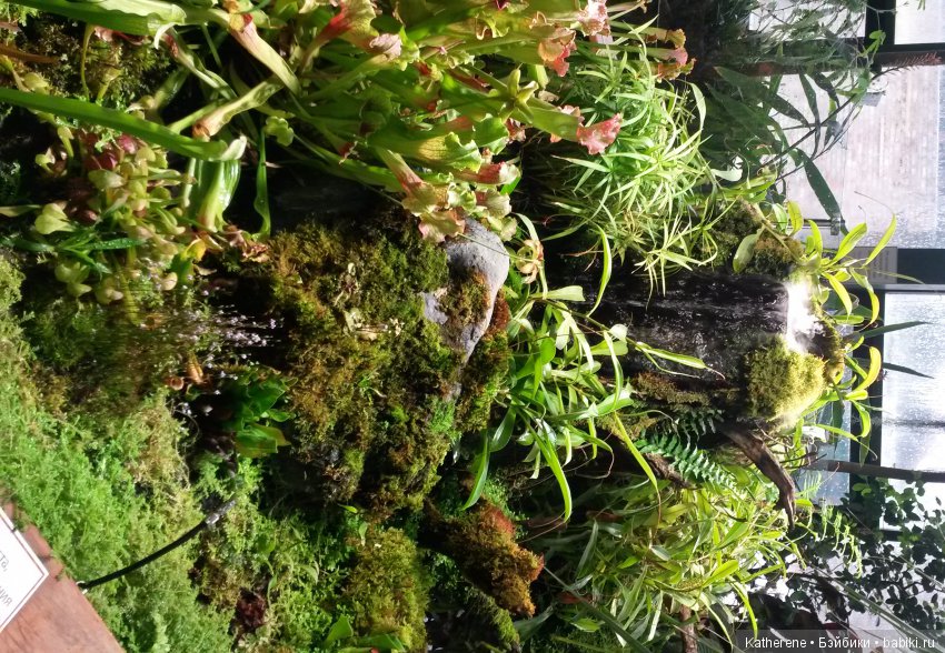 Ботанический сад МГУ — Красивая природа и цветы: фото пейзажей