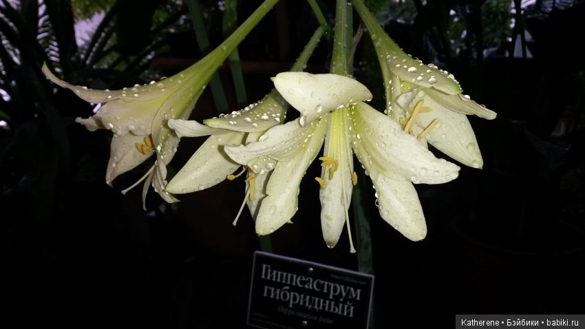 Ботанический сад МГУ — Красивая природа и цветы: фото пейзажей