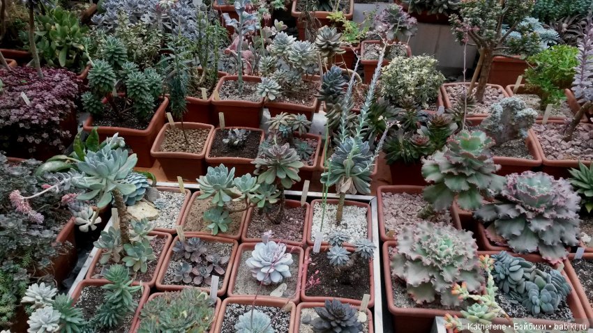 Ботанический сад МГУ — Красивая природа и цветы: фото пейзажей