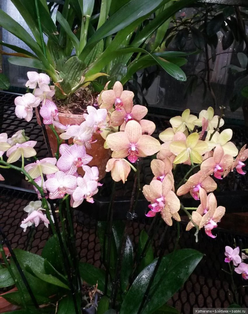 Ботанический сад МГУ — Красивая природа и цветы: фото пейзажей