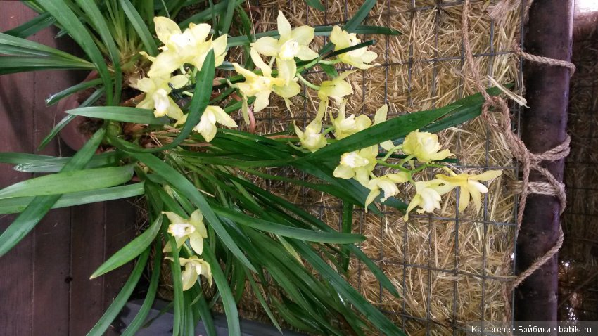 Ботанический сад МГУ — Красивая природа и цветы: фото пейзажей