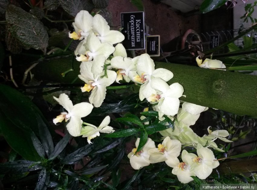 Ботанический сад МГУ — Красивая природа и цветы: фото пейзажей (фото 8)