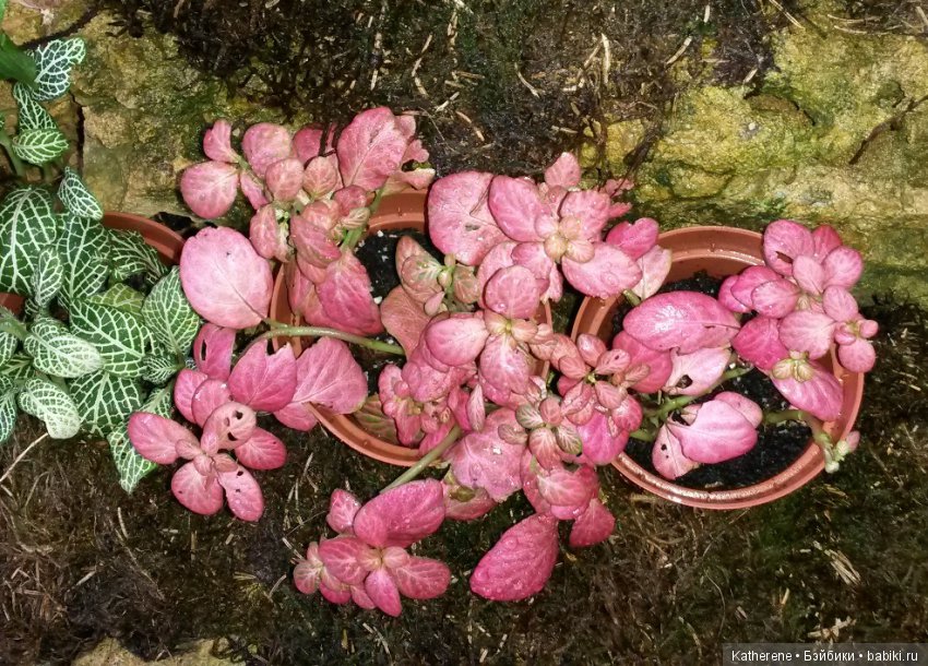 Ботанический сад МГУ — Красивая природа и цветы: фото пейзажей