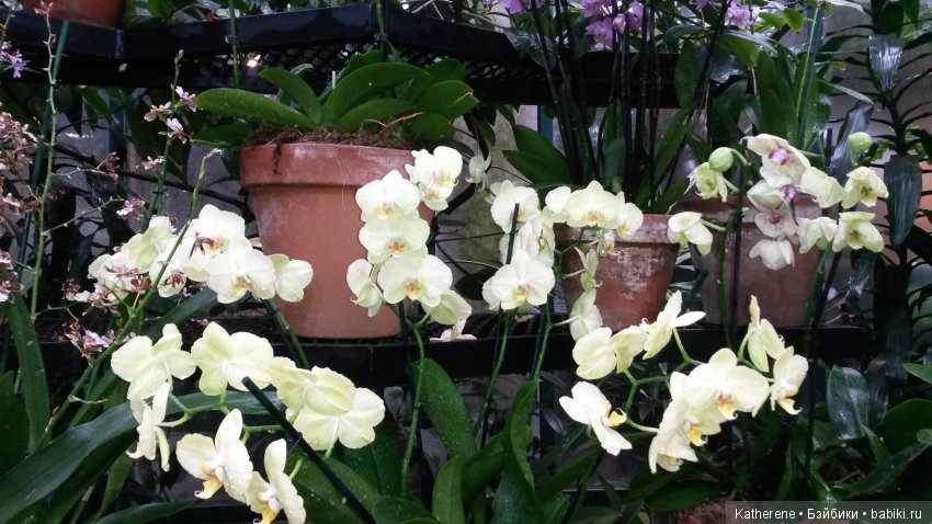 Ботанический сад МГУ — Красивая природа и цветы: фото пейзажей