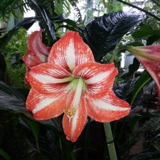 Ботанический сад МГУ