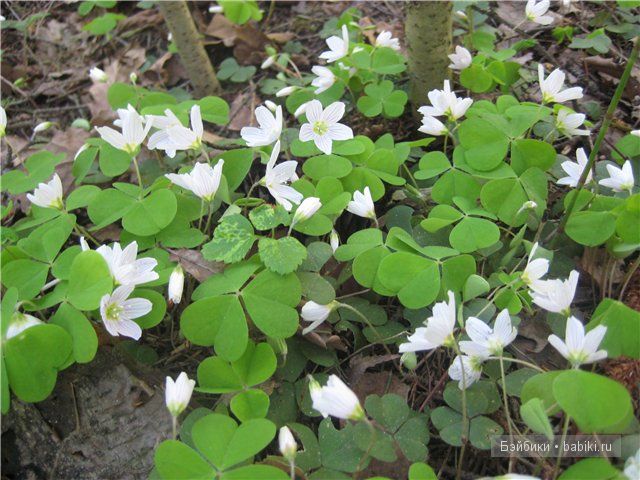 Элиза Глассголд