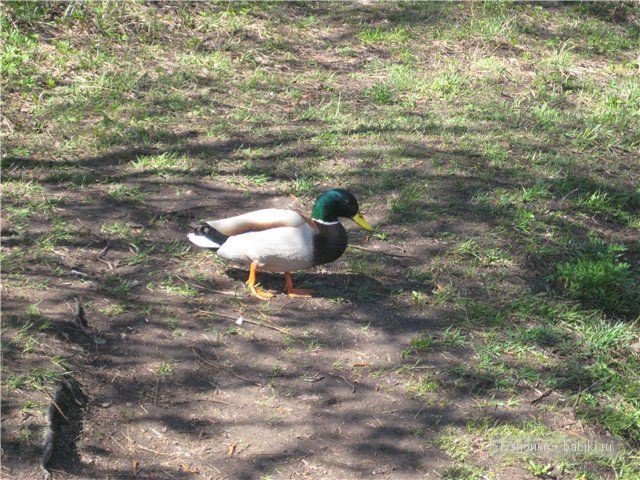 Элиза Глассголд