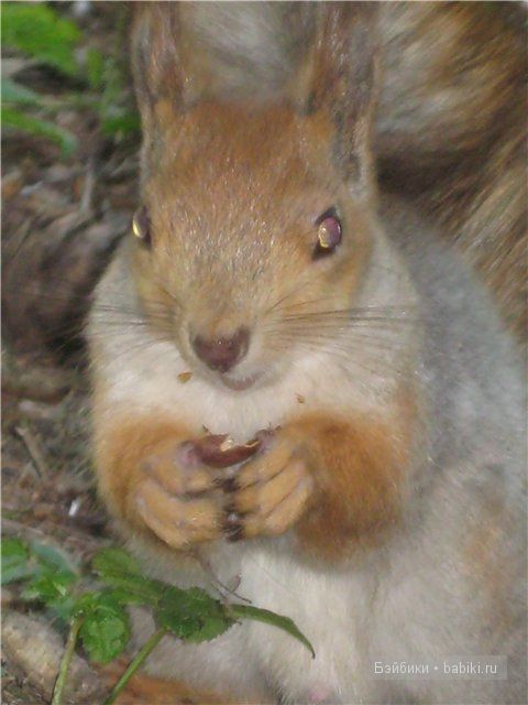 Элиза Глассголд