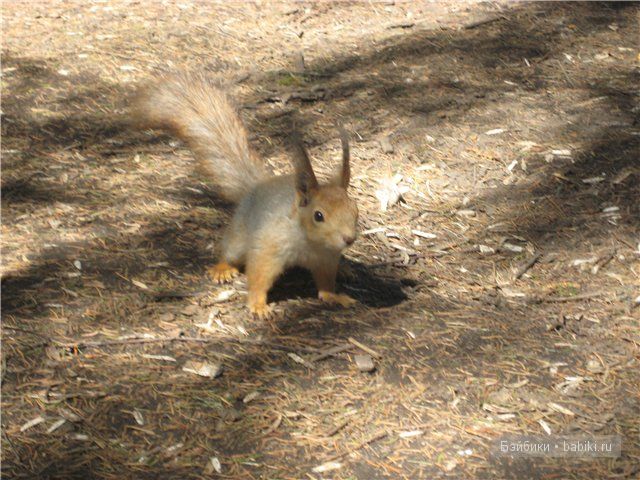 Элиза Глассголд