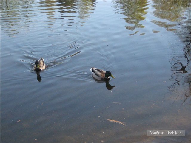 Элиза Глассголд