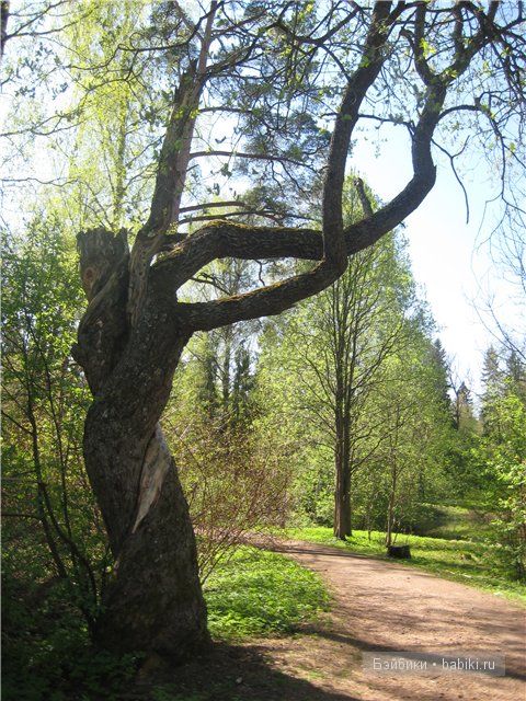 Элиза Глассголд