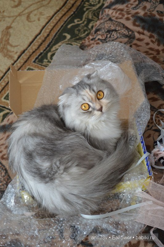 Знакомьтесь, Элизабет — Куклы Doll Chateau (Доллшато): BJD (БЖД) (фото 7)