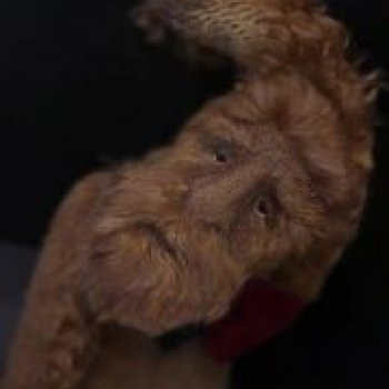 Любимый Антон Павлович Чехов