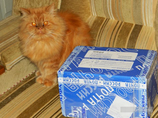 Мы пришли знакомиться.. Кукла BJD PukiFee Ante Алиса | Бэйбики Мы пришли знакомиться.. Кукла BJD PukiFee Ante Алиса