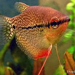 Гурамики Мюллера