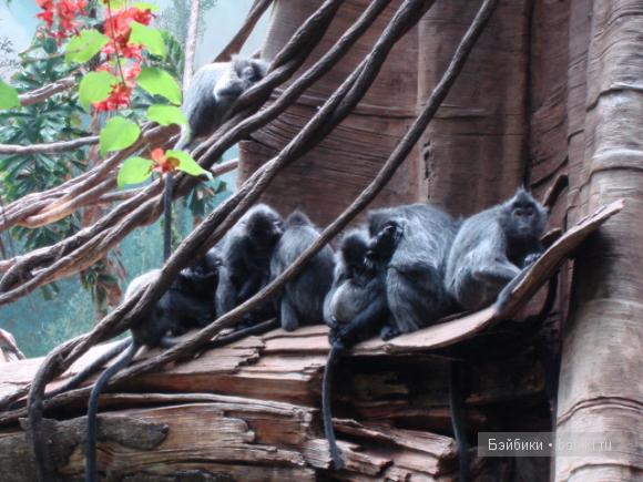 Бронкский зоопарк (The Bronx Zoo). Новые фотографии 01.10.2011 (фото 3)