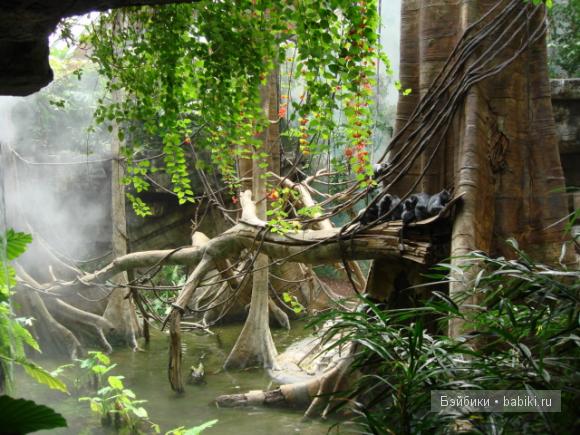 Бронкский зоопарк (The Bronx Zoo). Новые фотографии 01.10.2011 (фото 2)