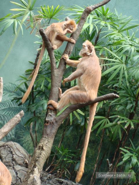 Бронкский зоопарк (The Bronx Zoo). Новые фотографии 01.10.2011