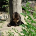 Бронкский зоопарк (The Bronx Zoo). Новые фотографии 01.10.2011