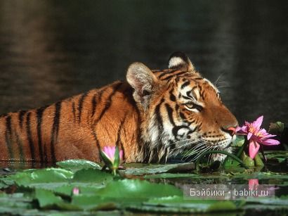 Шива: знакомство с Индией. Shiva от Monika Levenig | Бэйбики Шива: знакомство с Индией. Shiva от Monika Levenig