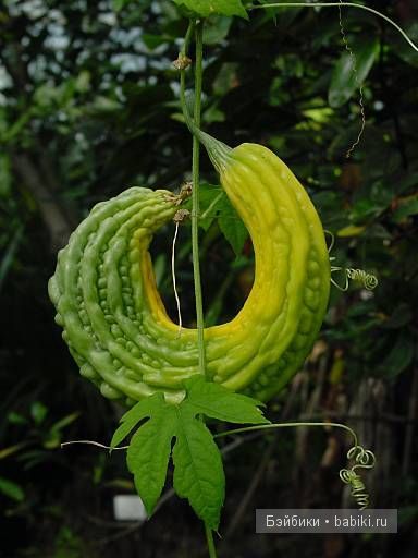 Шива: знакомство с Индией, часть 2 | Бэйбики Шива: знакомство с Индией, часть 2