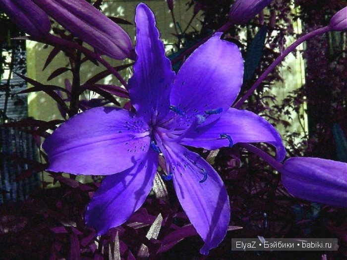 Фиби, нежность моя Моники Левениг (фото 2)