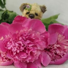 Если б мишки были бабочками