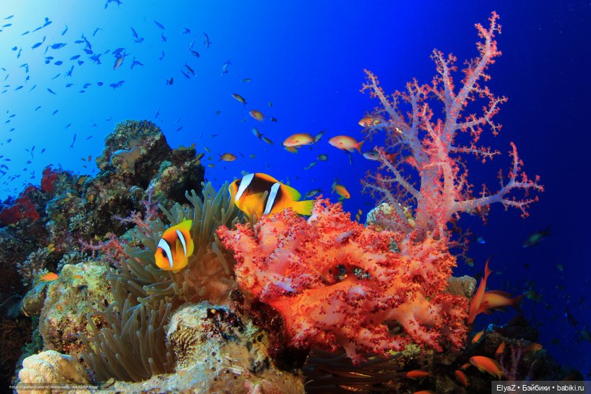 Пиратская история, часть 1 (фото 6)