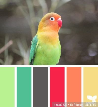 Лexibt сочетания цветов в природе