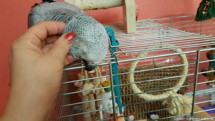 Кукла или домашний питомец (фото 6)