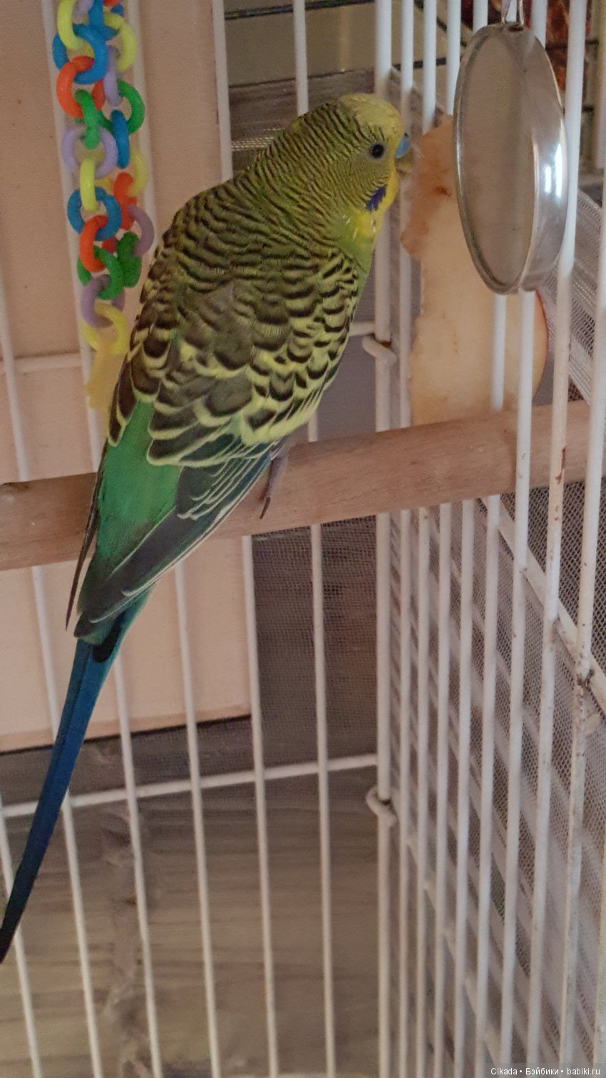 Кукла или домашний питомец